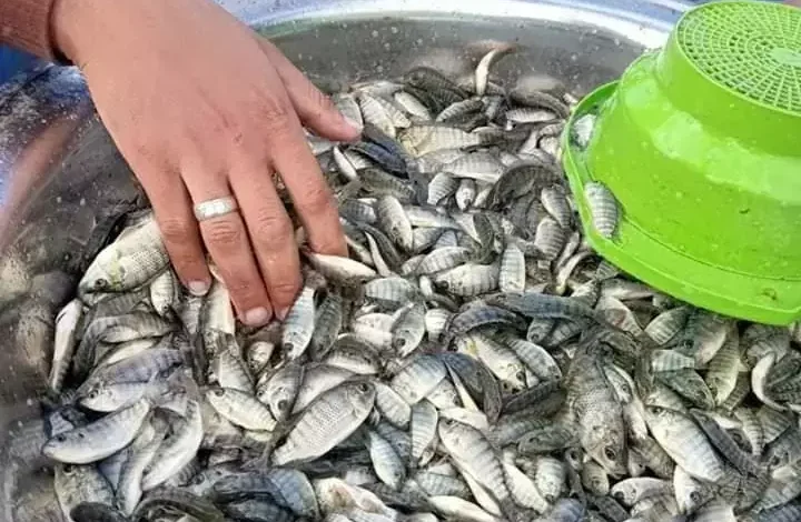 زريعة سمك