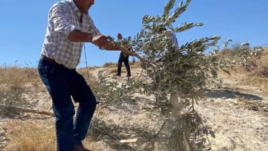 الاحتلال يقتلع أشجار زيتون