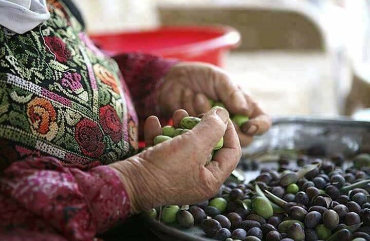 موسم قطف الزيتون