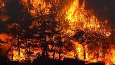 حرائق الغابات في سيول