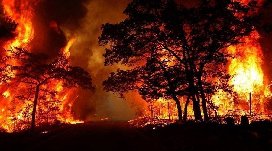 حرائق الغابات تكساس