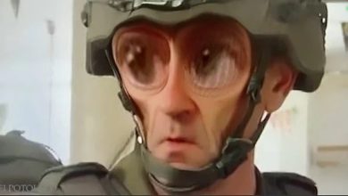 هاليفي
